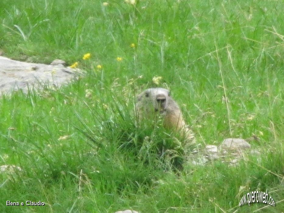 25 Marmotta nel verde.JPG